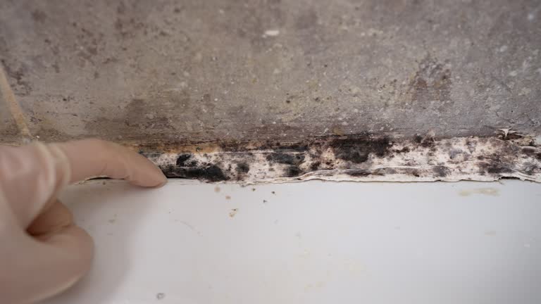 Best Mold Prevention Services  in Whitney, TX